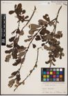 Foto von Salix aurita L.